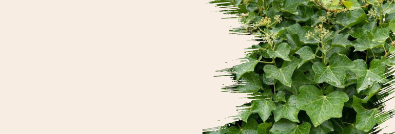 Sarmaşık (Hedera Helix)