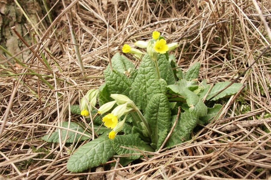Pirimula Kökü